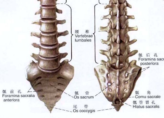 不是所有的腰痛都是腰椎间盘突出第三腰椎横突综合征