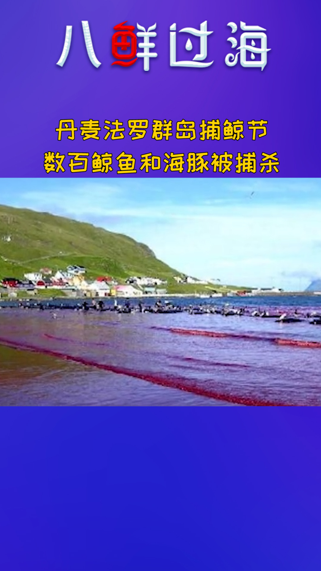 触目惊心！丹麦法罗群岛数百鲸鱼和海豚被捕杀