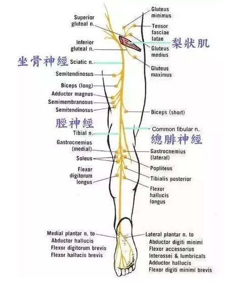 沿坐骨神经通路即腰,臀部,大腿后,小腿后外侧和足外侧发生