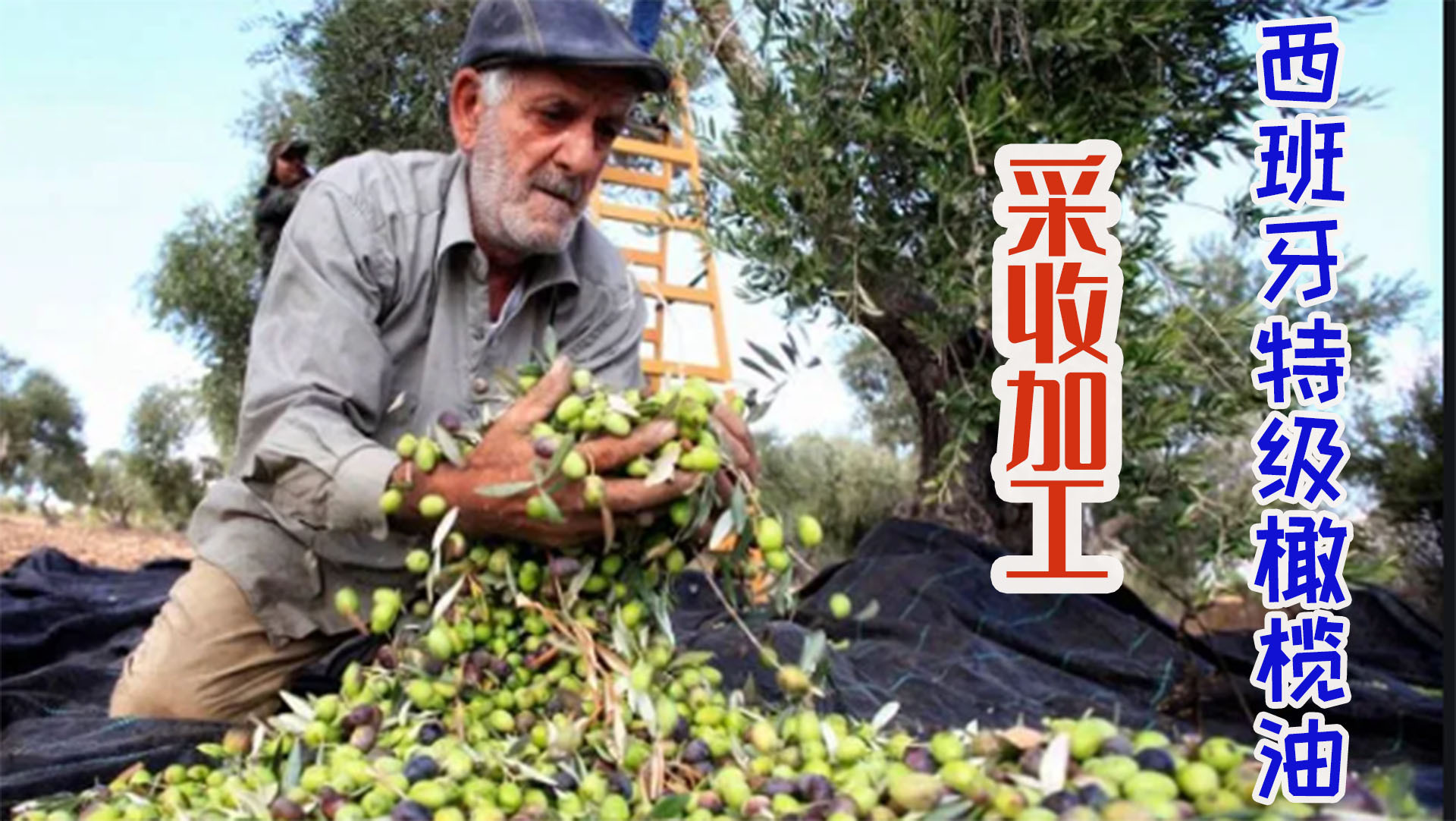 西班牙橄榄果采收季，鲜果炼成特级初榨橄榄油能当果汁！