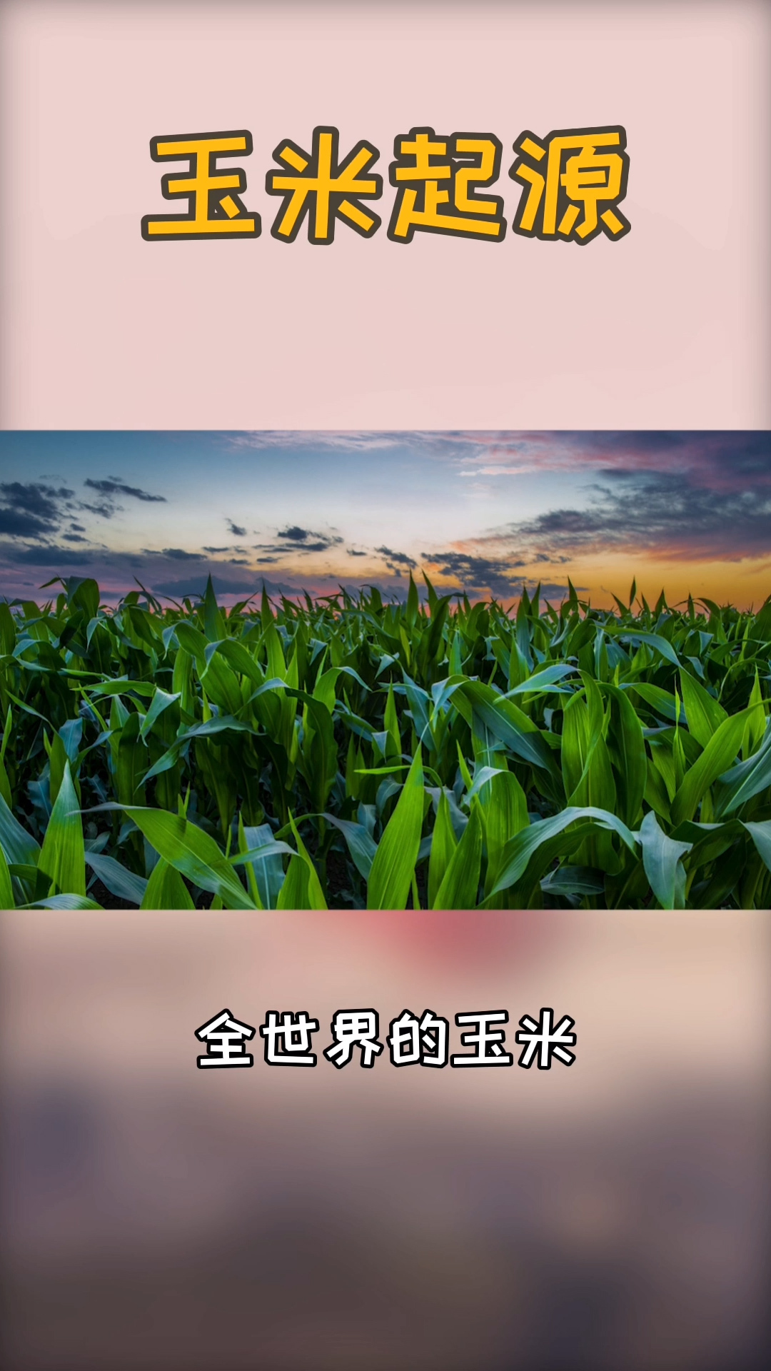 玉米的起源与传播的路径。