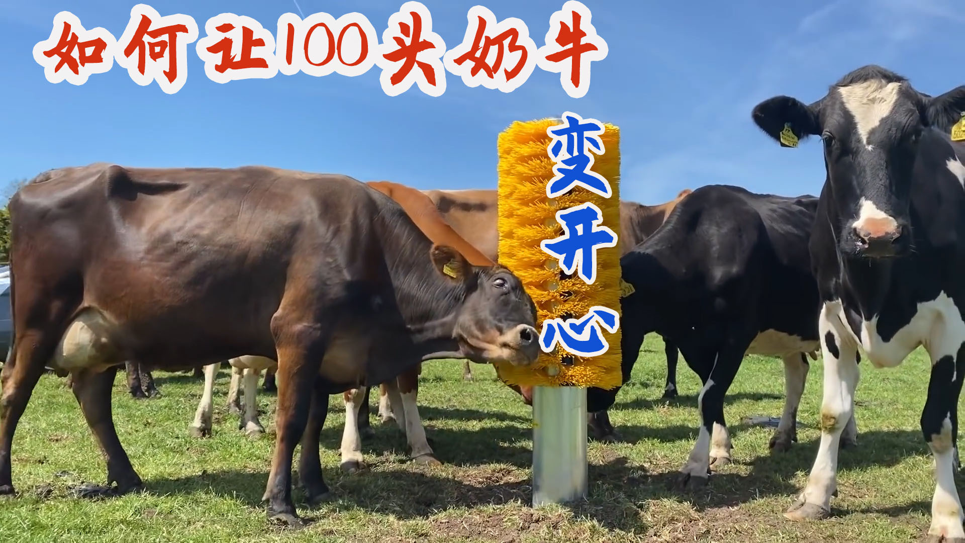 如何让牧场100只母奶牛变开心？英国奶农发明了一套福利工具！