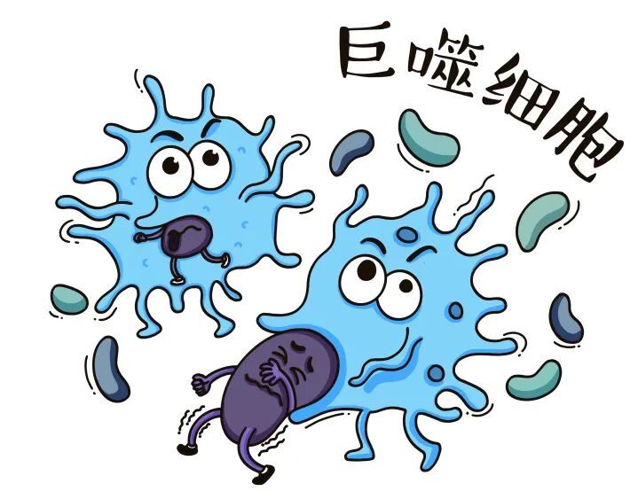 巨噬细胞是免疫系统的启动者