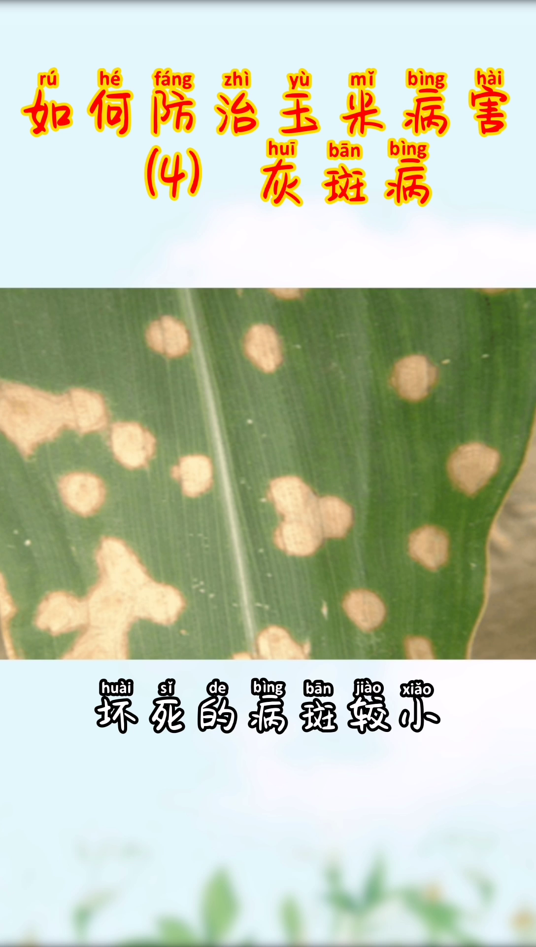 如何防治玉米病害（4）灰斑病