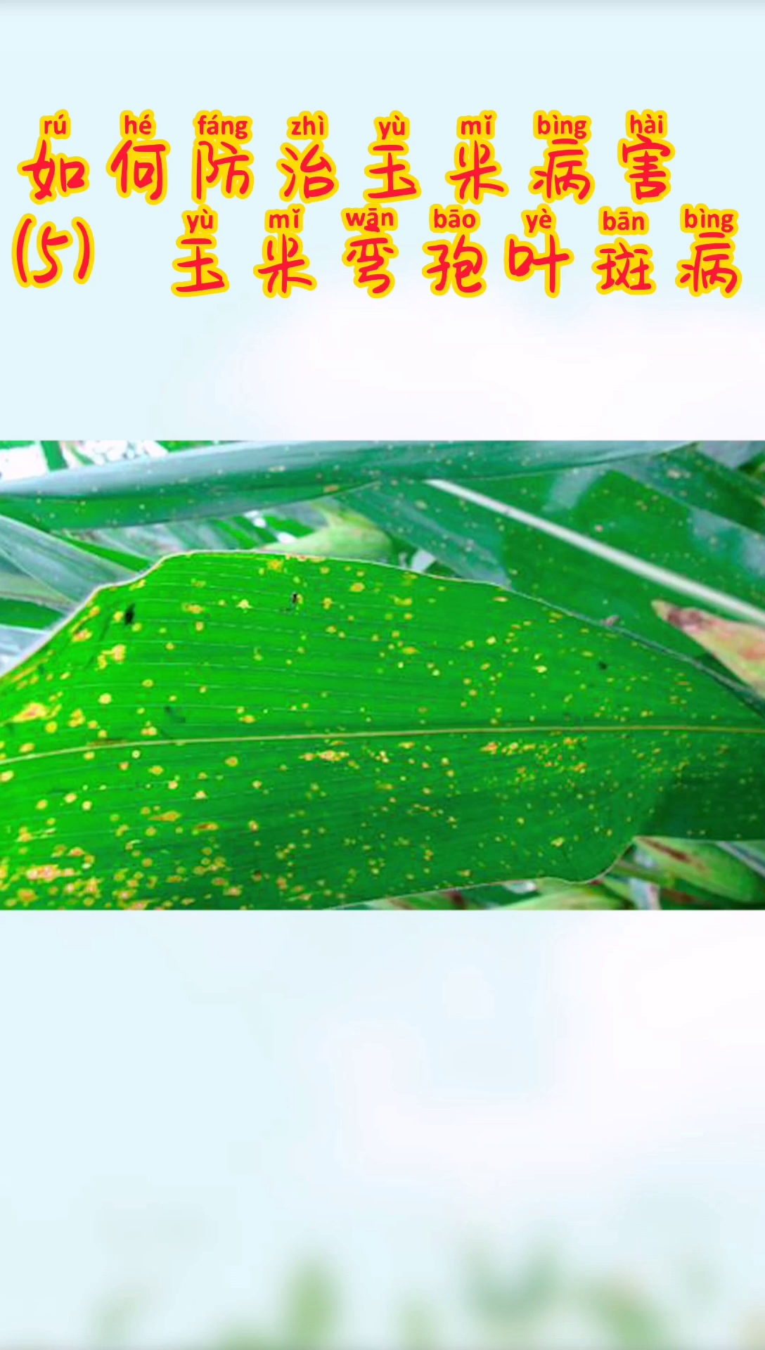 如何防治玉米病害（5）弯孢叶斑病