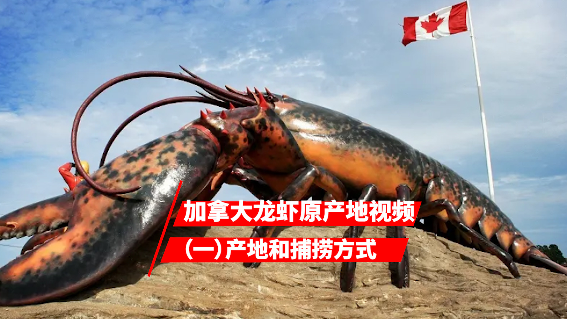 加拿大龙虾原产地视频（一）：龙虾产地和捕捞方式