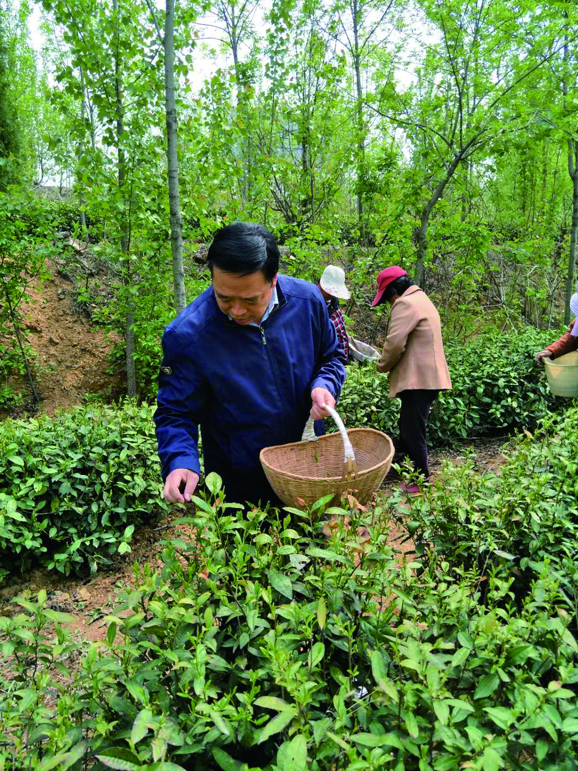 总经理王思舜把采茶,炒茶当作毕生的追求