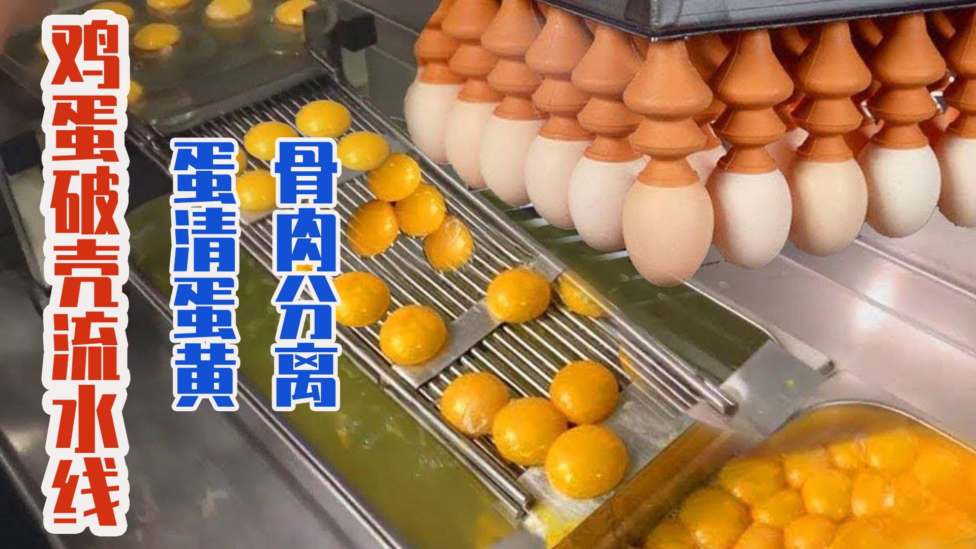 荷兰鸡蛋破壳加工流水线，蛋清蛋黄“骨肉分离”做蛋粉！