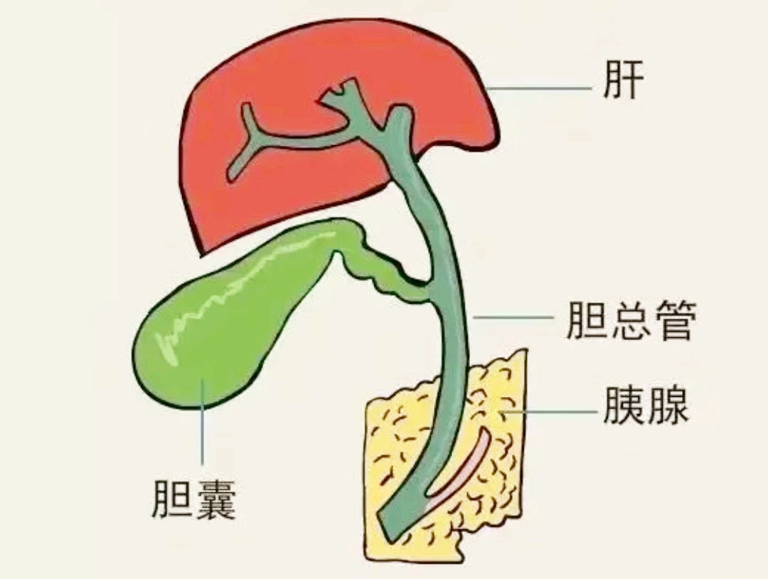 二,胆囊有哪些作用