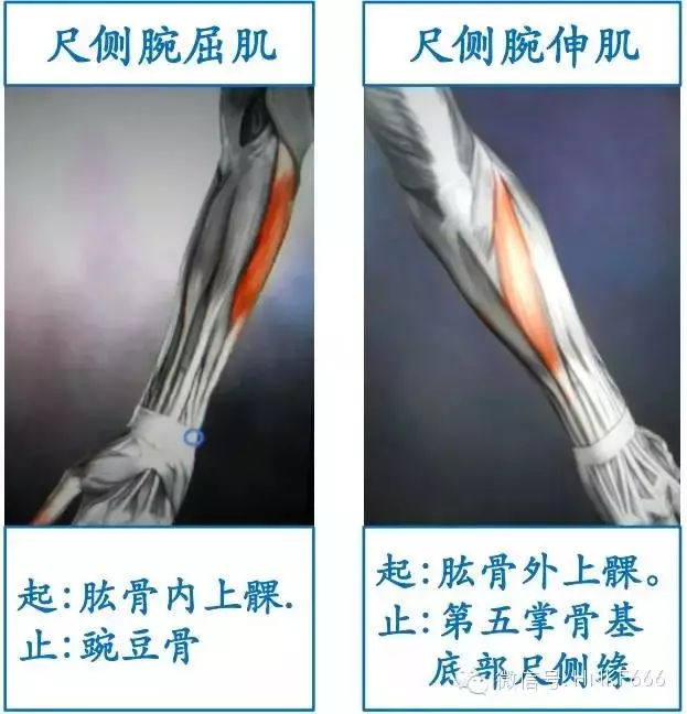 这可能是你见过最精美的3d骨骼肌解剖图