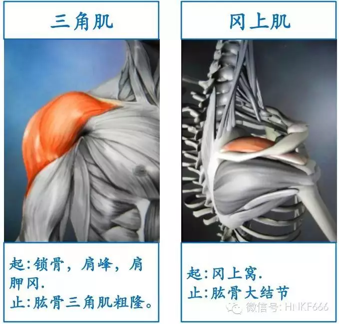 这可能是你见过最精美的3d骨骼肌解剖图