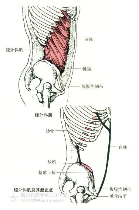 起点:第5～12肋骨外侧面. 止点:髂嵴,耻骨结节及白线.