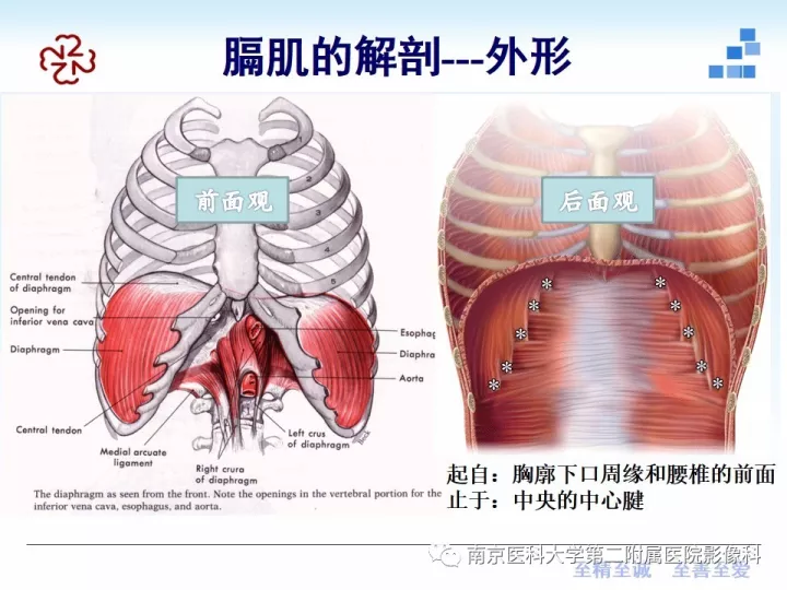 膈肌的解剖及常见病变影像表现