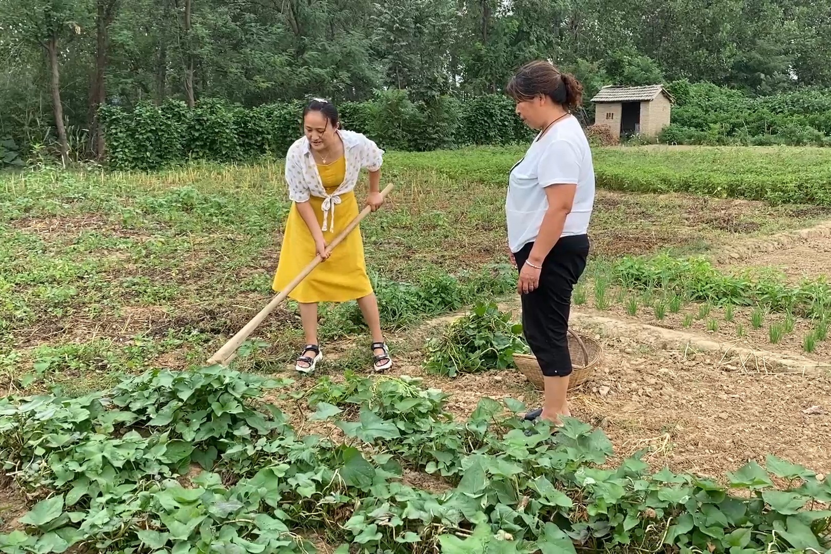 农村媳妇想上街买红薯,婆婆让她往地里挖,为啥挖一点又不让挖了