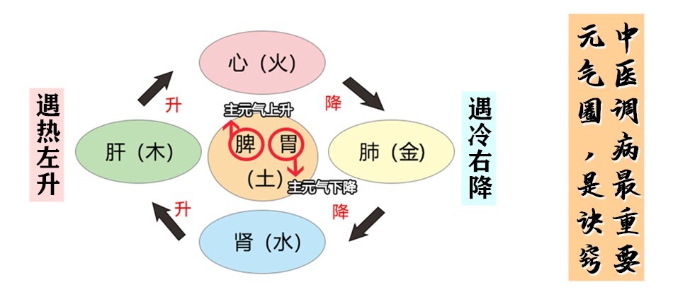 大白话说中医第七十四期人体元气绕圈转调病靠它省一半