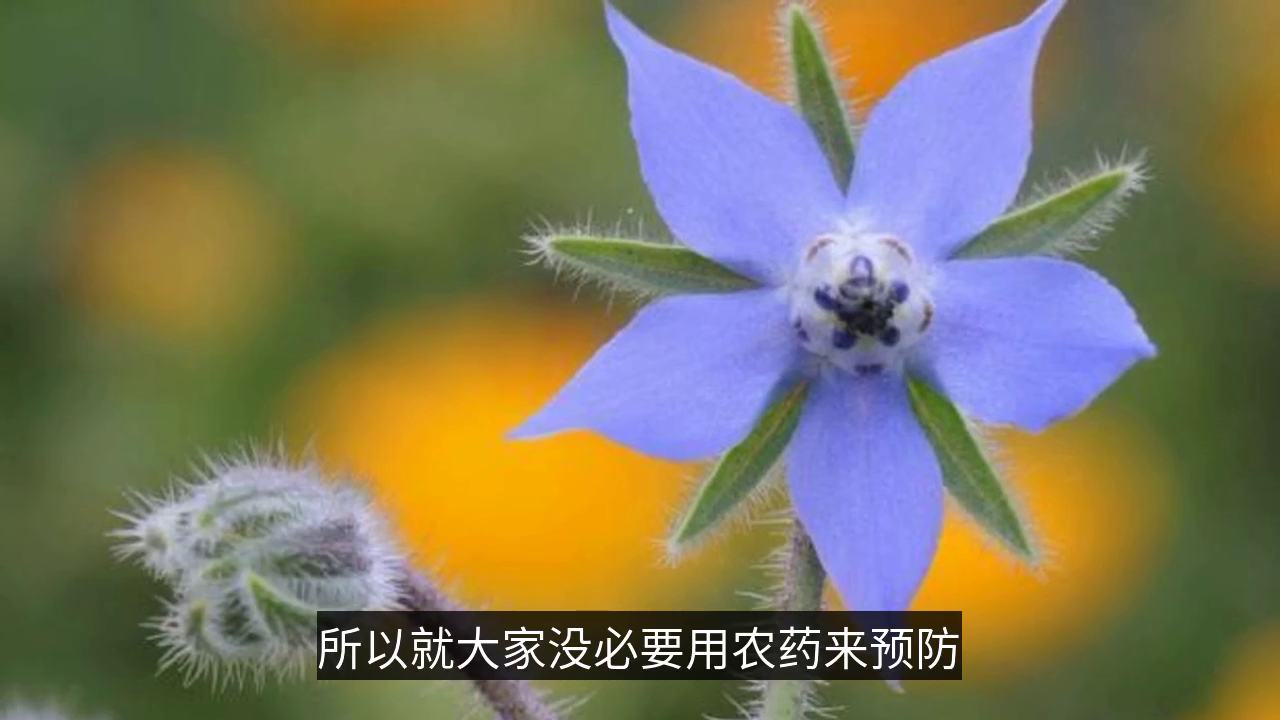 美到不生虫的花：琉璃苣，您知道怎么栽培吗？
