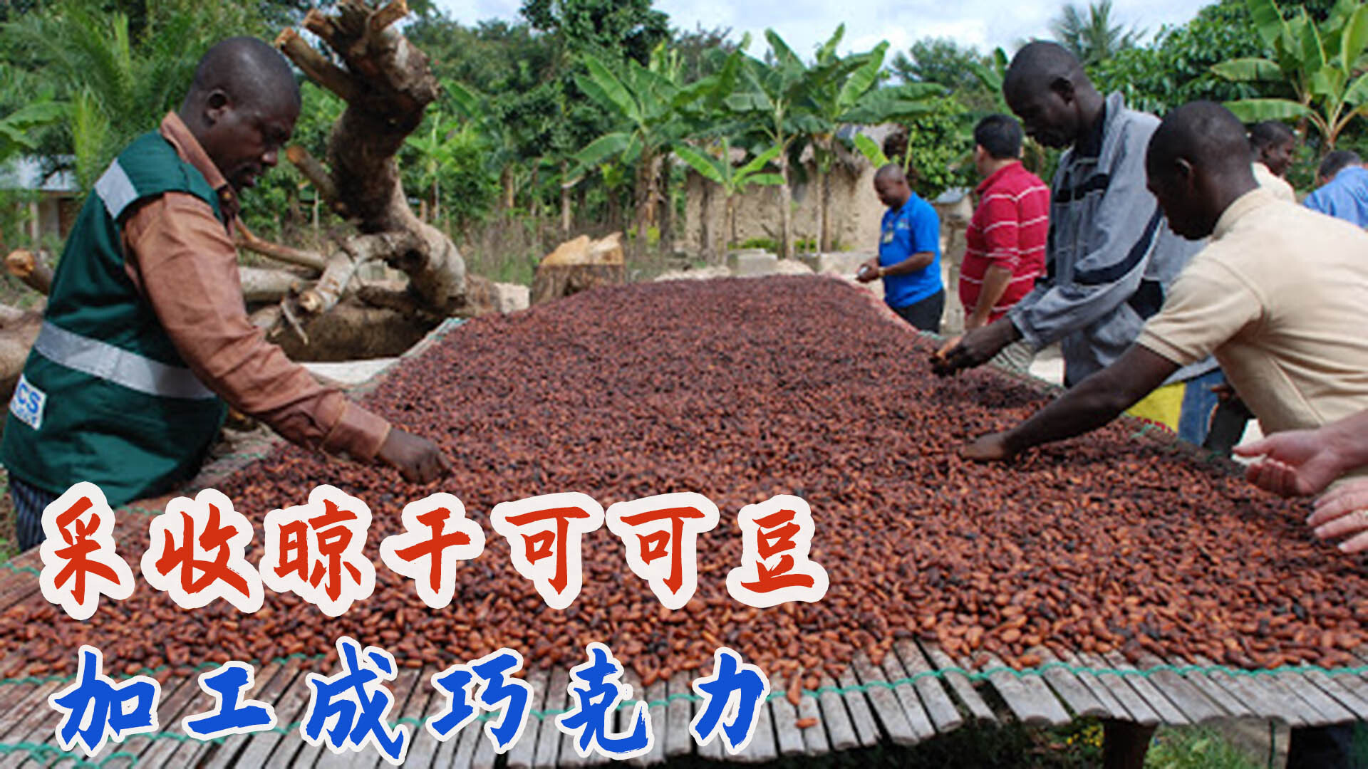 加纳农民手工采收可可豆，晾晒麻袋集装运往欧洲做巧克力！