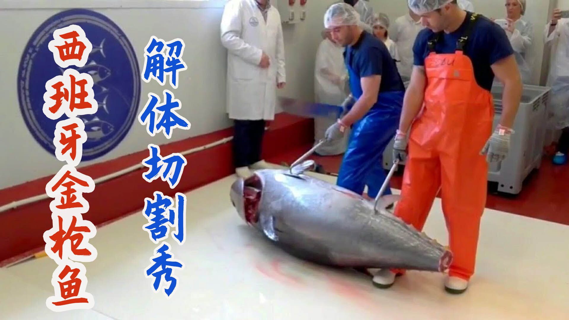 西班牙金枪鱼解体分割秀，厨师刀工比日本差十倍不止！