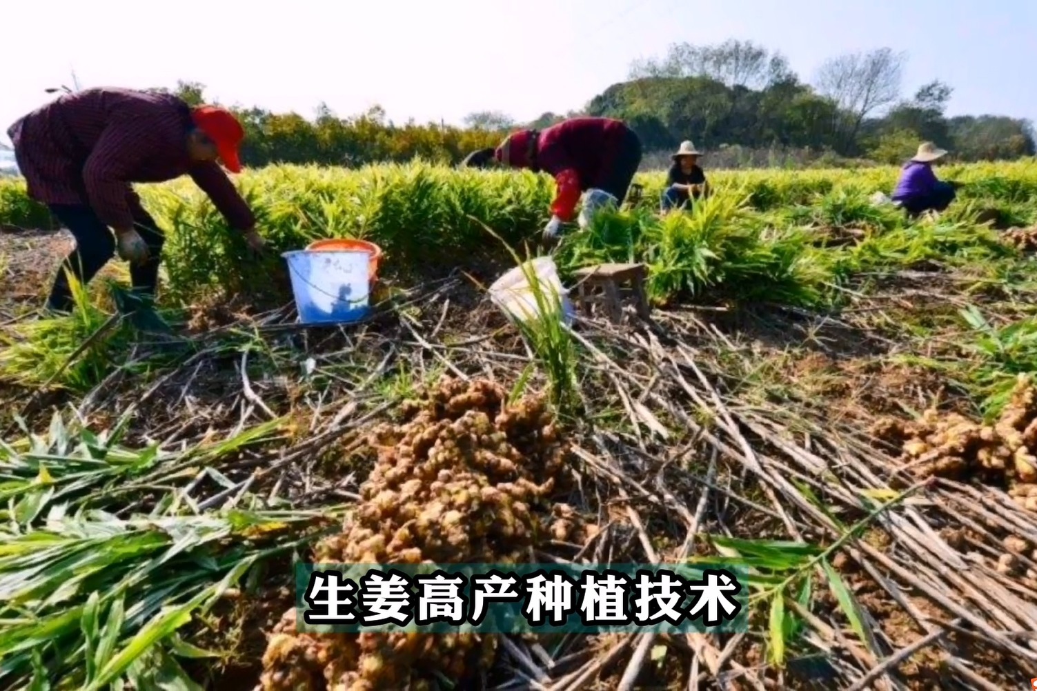 生姜高产种植技术分享_凤凰网视频_凤凰网