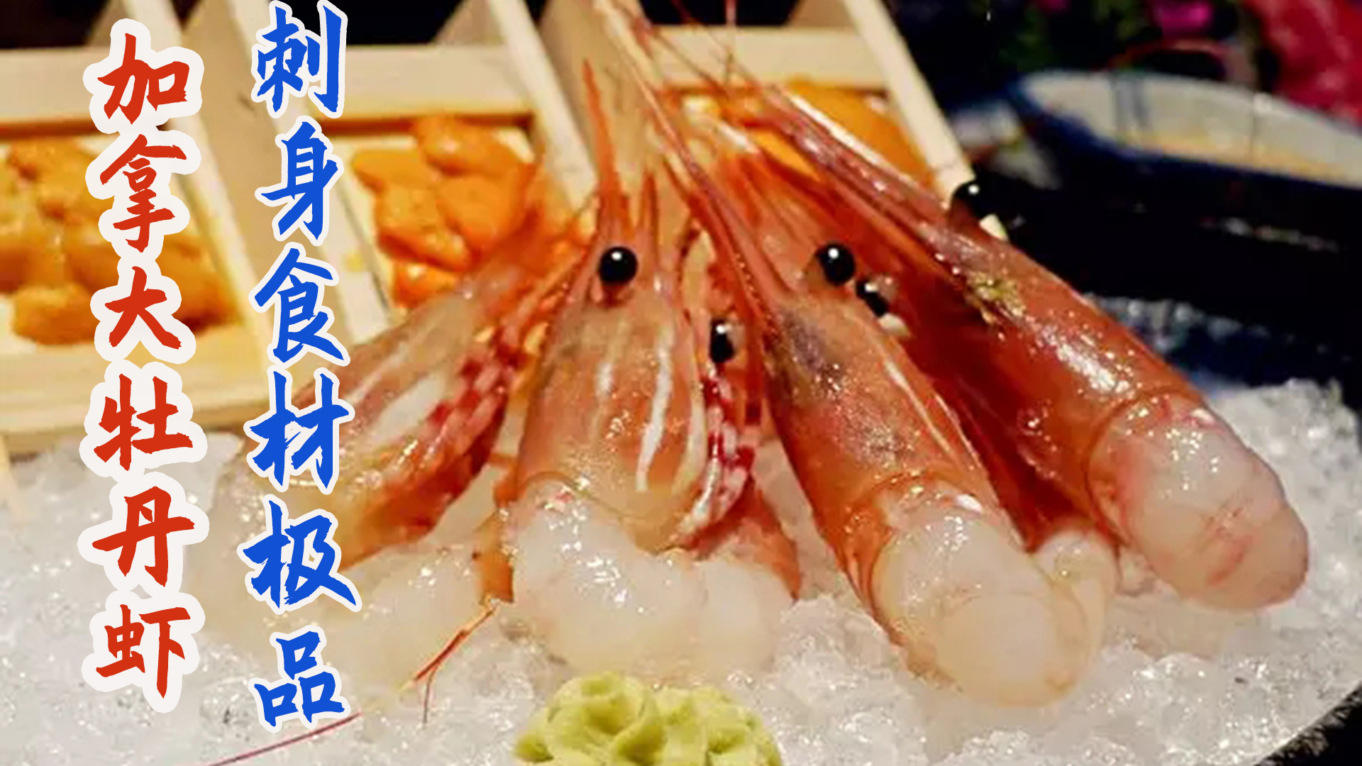 加拿大渔民捕捞牡丹虾，肉质高档做刺身没有腥味！
