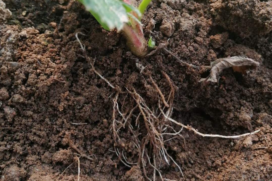 怎么选择出防治植物烂根死棵和改良土壤效果好的菌肥