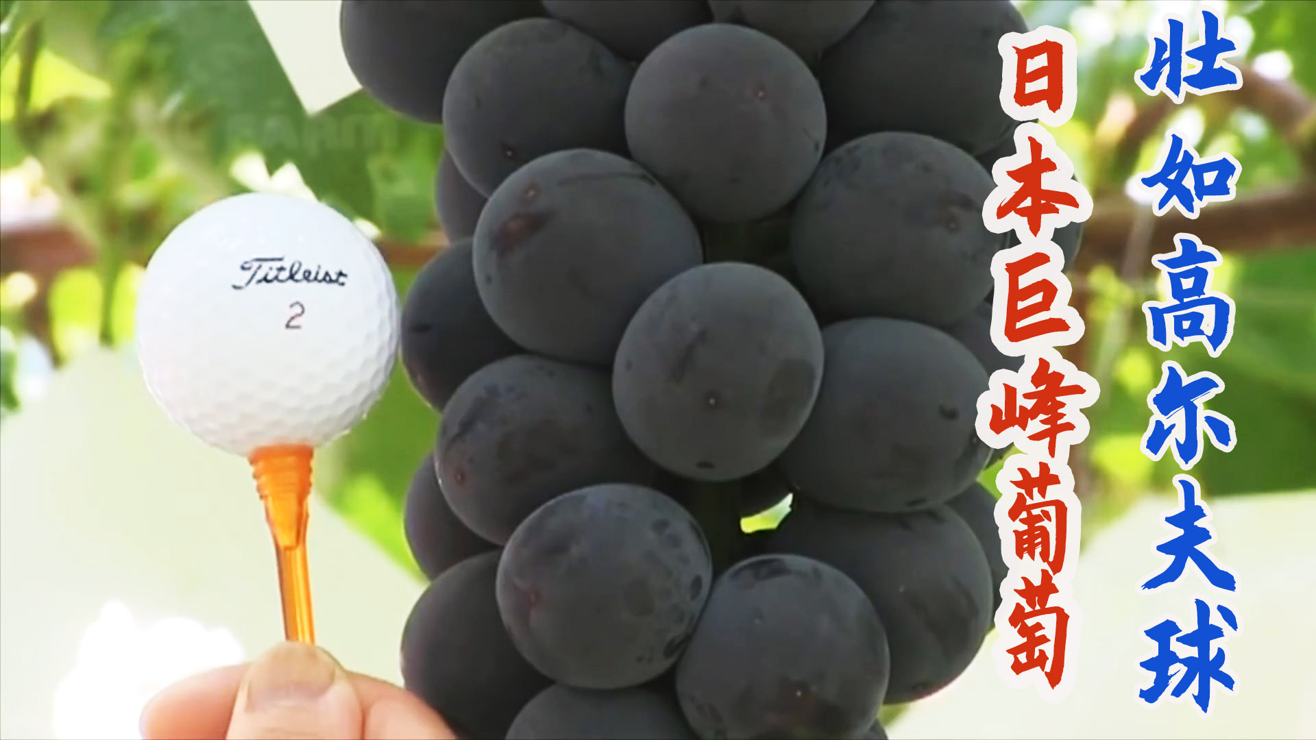 日本奢华水果“巨峰”黑葡萄，丰盈饱满壮如高尔夫球！