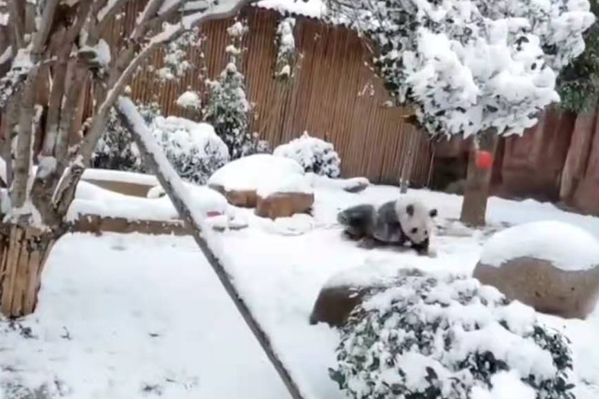 小熊猫在雪地里都是打滚的