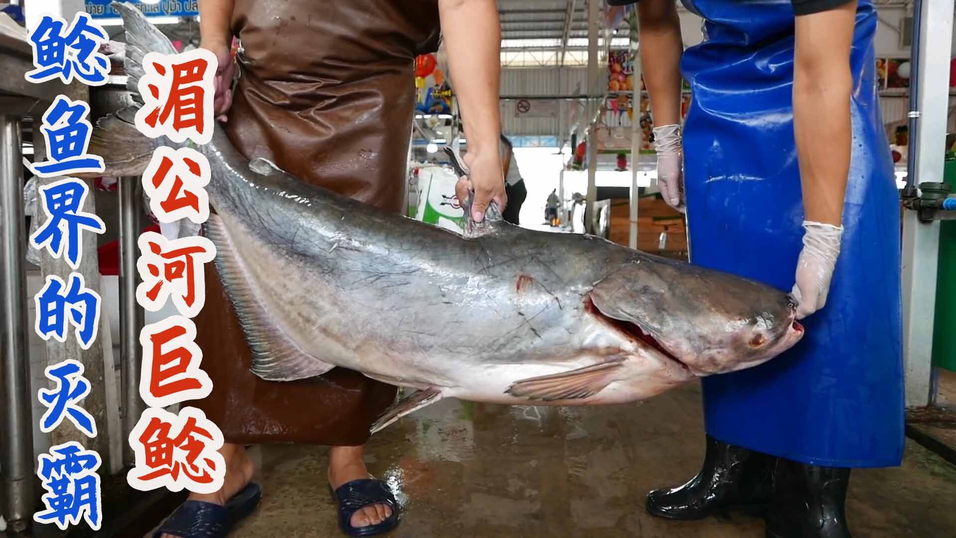 泰国厨师分割百斤湄公河巨鲶,切成鱼排肉嫩刺少如排骨