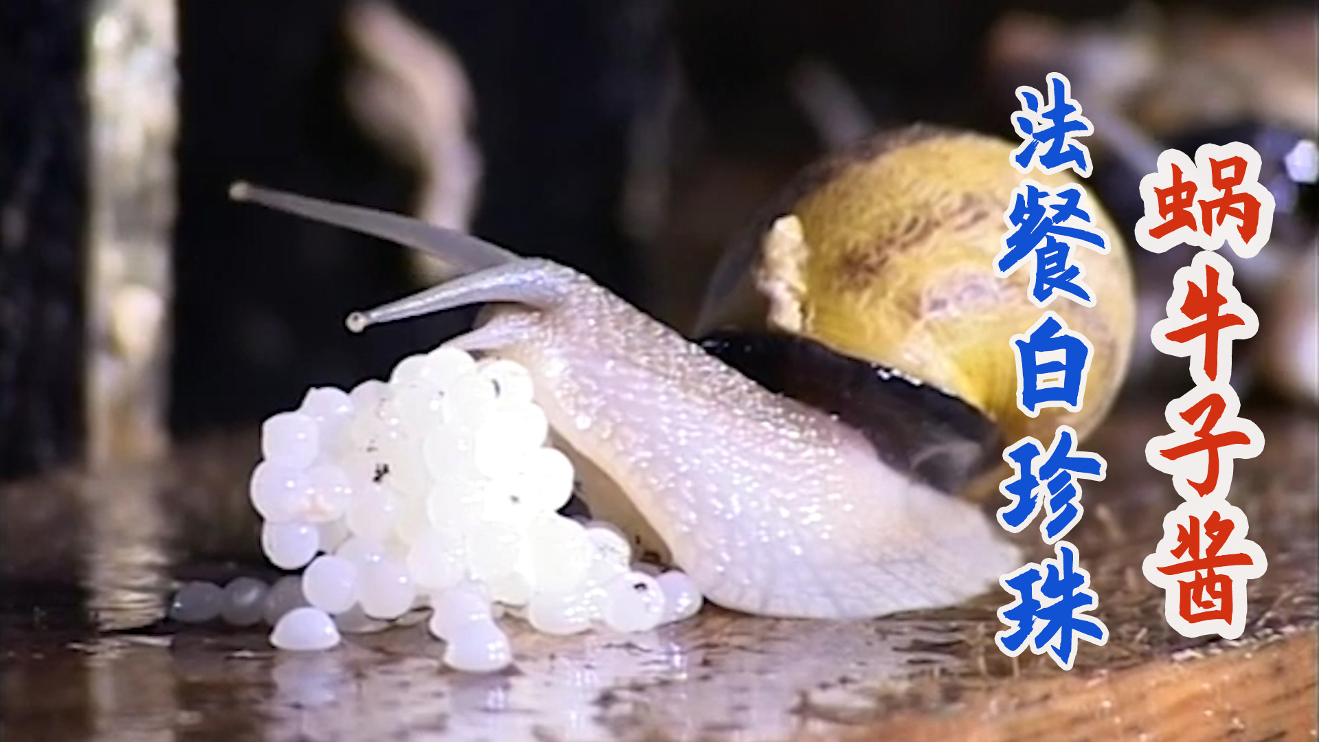 法国奢华黑暗料理蜗牛子酱，形似珍珠一罐一千元供不应求！