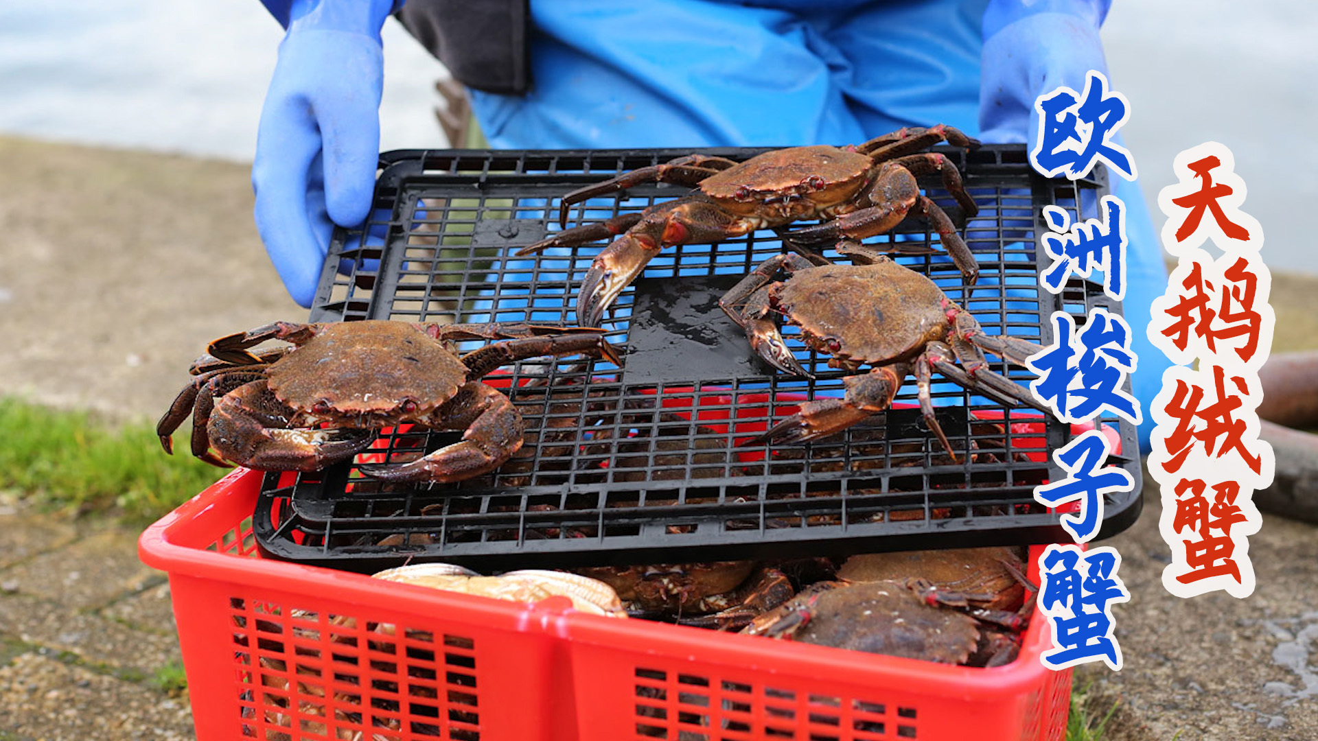 苏格兰渔民捕捞欧洲梭子蟹天鹅绒蟹，烤熟用铁钳钢刀扒肉下饭！