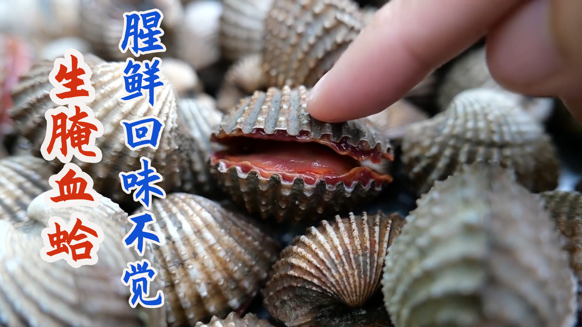圆 红皮 文蛤壳 海蛤 蛤蜊壳 菜式摆设2~6cm 【综合车螺壳】-阿里巴巴