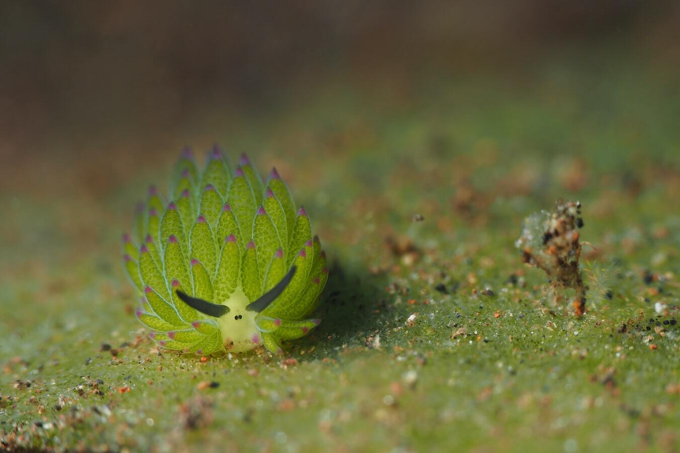 皮卡丘海蛞蝓 (thecacera sp.)