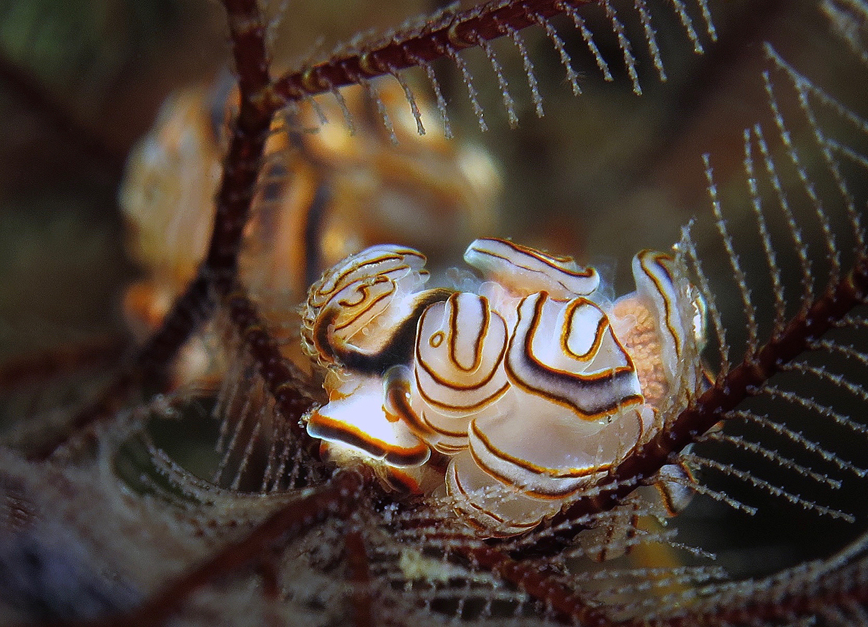 安娜多彩海蛞蝓(chromodoris annae)