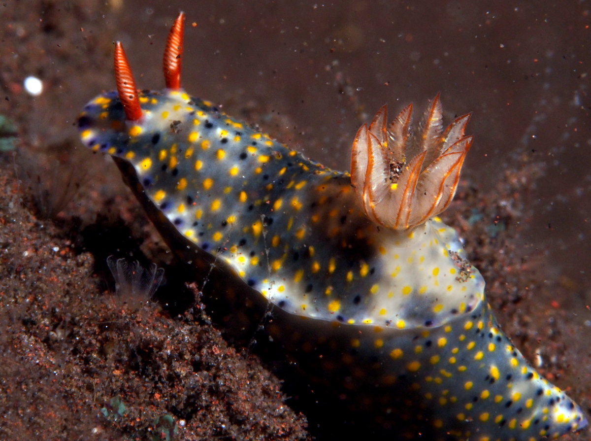威廉多彩海蛞蝓(chromodoris willani)