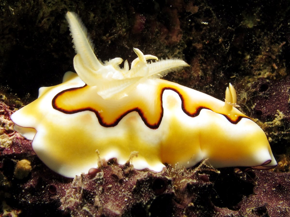 扇贝多彩海蛞蝓(goniobranchus coi)