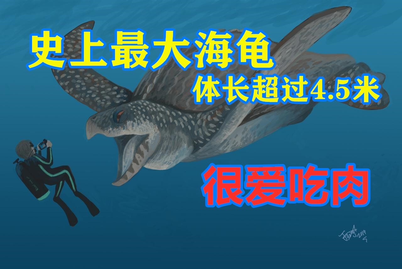 来自地狱水族馆的铁憨憨爱嘬鱿鱼的巨型古海龟