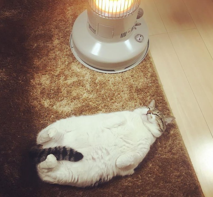 看完无毛猫的,头笑掉了!