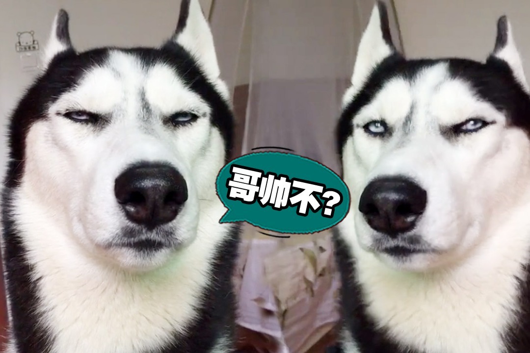 二哈:看哥帅吗?智商换来的!