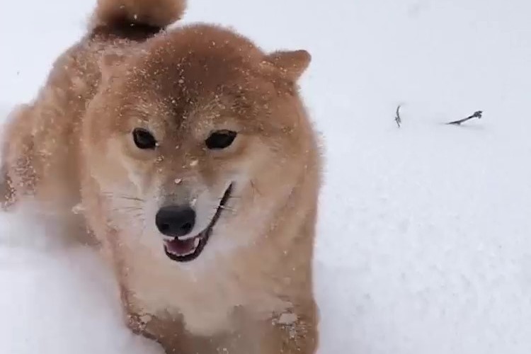 开心得像个小孩子一样的柴犬