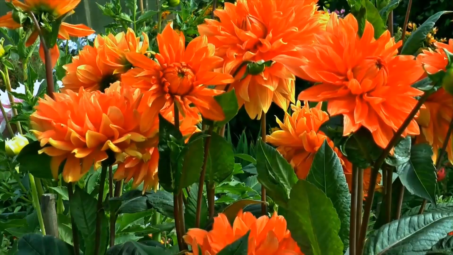 李栋《安全之歌》mv饭制版