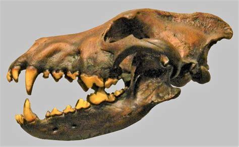 仅从骨骼上看,恐狼与灰狼差异似乎并不明显,不过恐狼拥有更大的头骨.