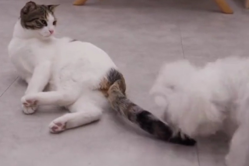 怪不得猫这么讨厌狗子,原来狗子这么黏人