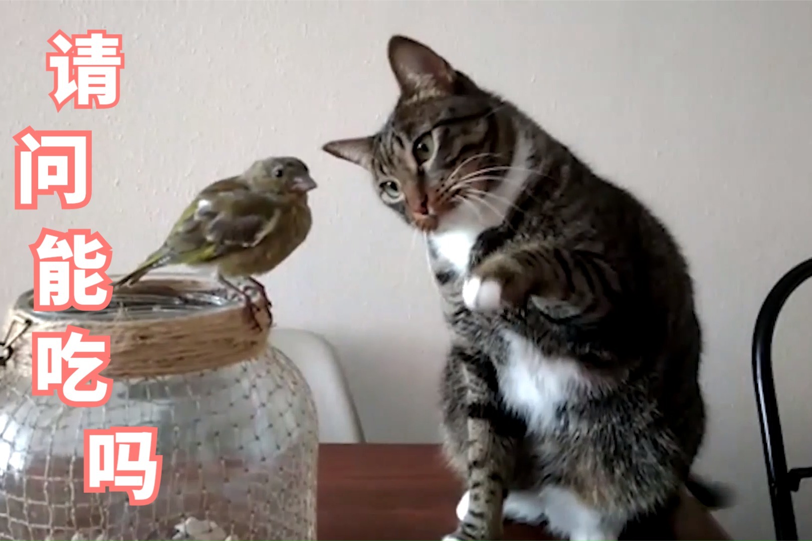 搞笑动物:猫咪用脚踢自己的脸,猩猩玩遥控无人机