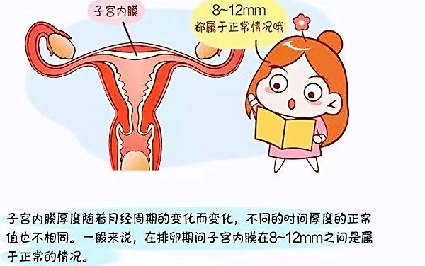 子宫一个周期的厚度变化