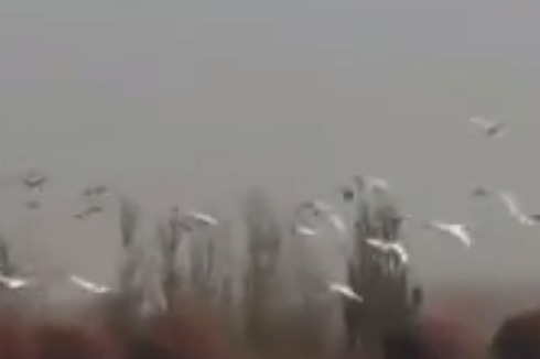 甘肃黑河湿地河西走廊上的鸟类天堂