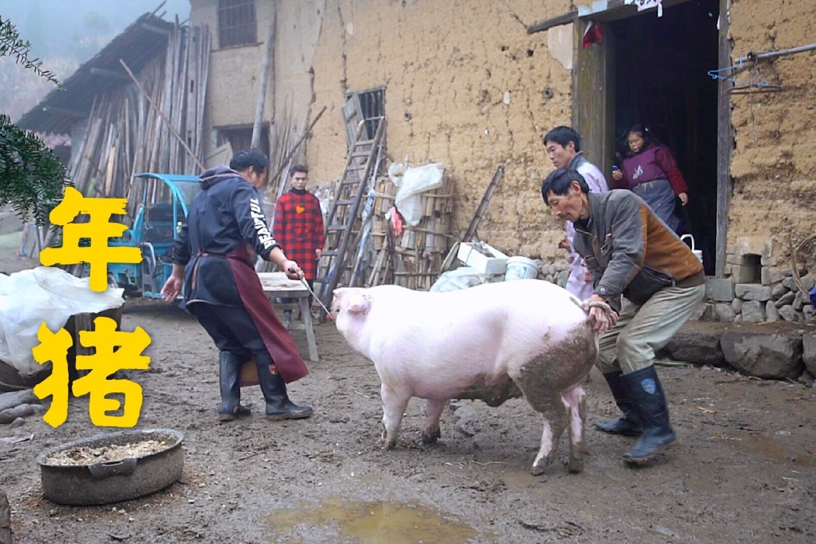 农村小伙到大山里买年猪3个人轻易拿下280斤土猪晚上吃土猪宴