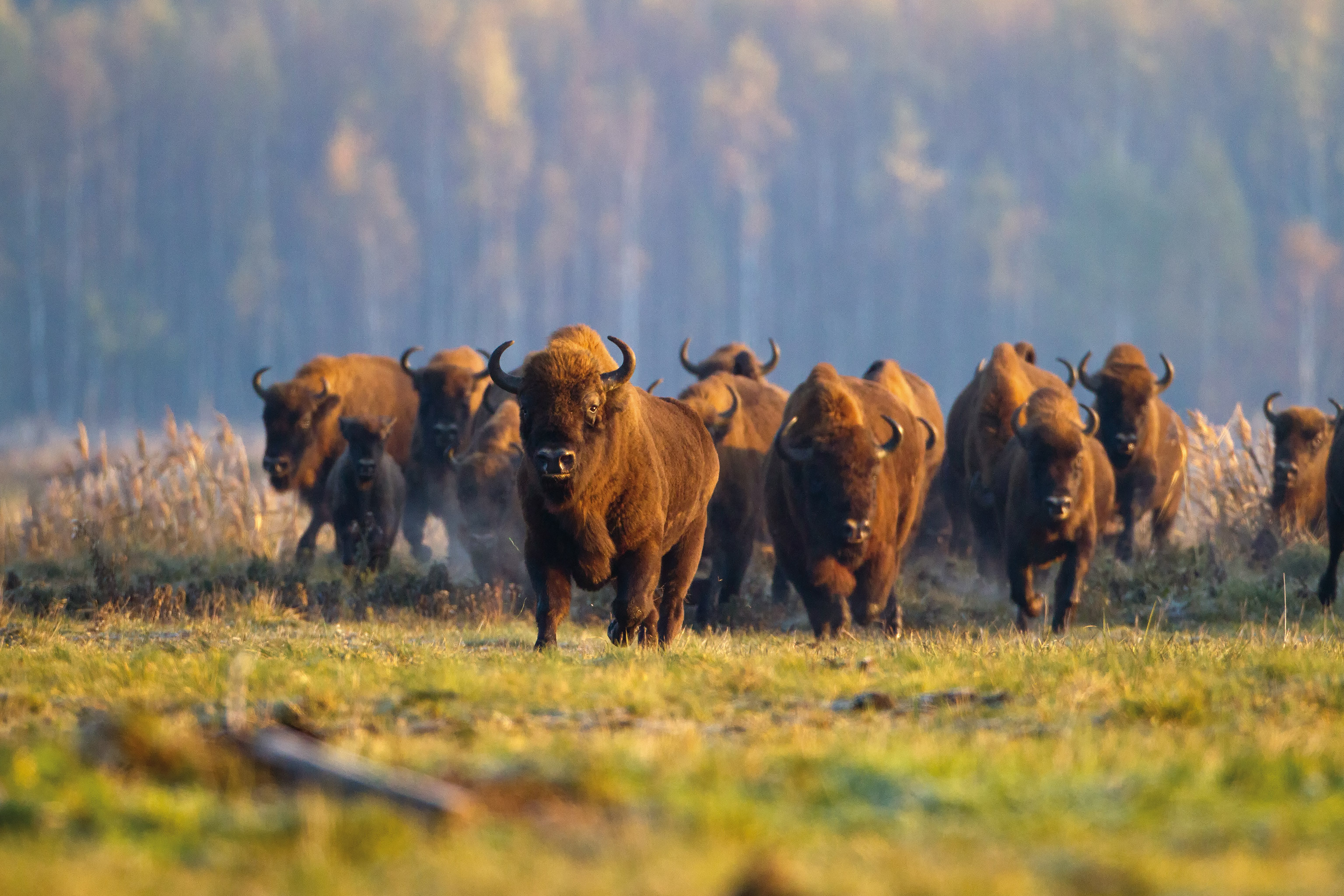 图注:奔跑中的欧洲野牛群,图片来自网络
