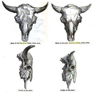 图注:左侧欧洲野牛与右侧美洲野牛的头骨对比,图片来自网络