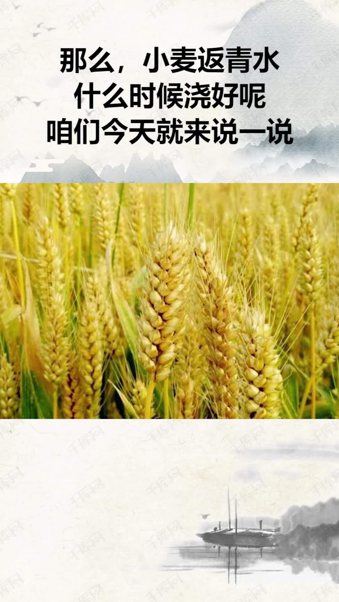 小麦返青“第一水”，浇早吃大亏！什么时候浇？千万要记牢！