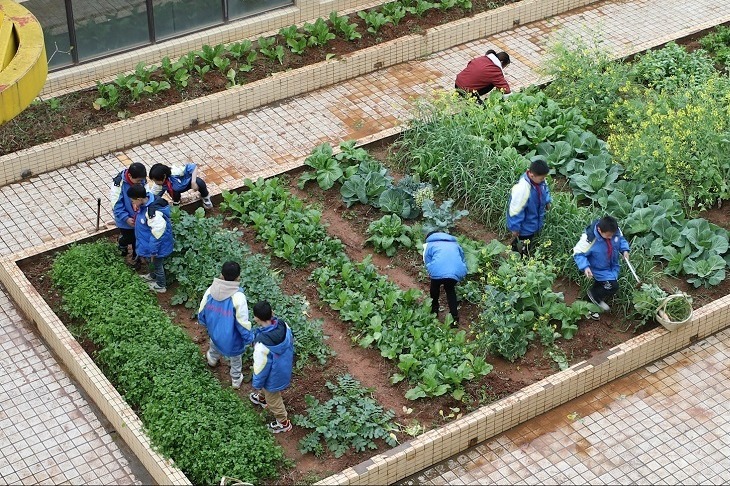 江西兴国小学生也春耕教学楼顶变开心农场